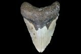 Fossil Megalodon Tooth - North Carolina #101307-1